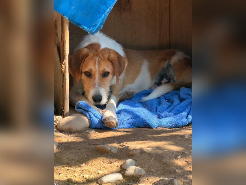 Karli - ein lebensfroher Familienhund sucht Dich!