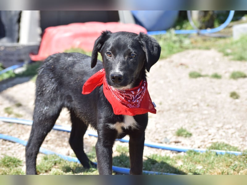 Ein Welpe voller Hoffnung und Energie