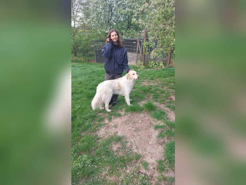 Ein cooler Typ - Attila wunderschön, stolz und selbstbewusst