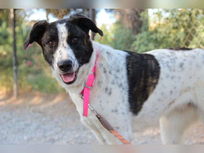 Trigona – neugieriges, kluges Hundemädchen mit großem Herz