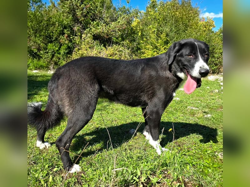 Schwarz / weiße Schönheit Rona