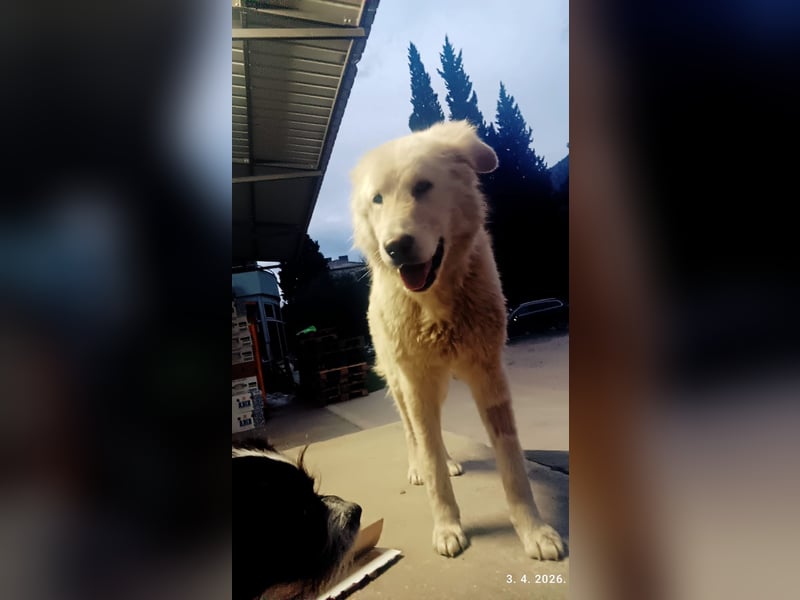 Duška wartet sehnsüchtig auf dich