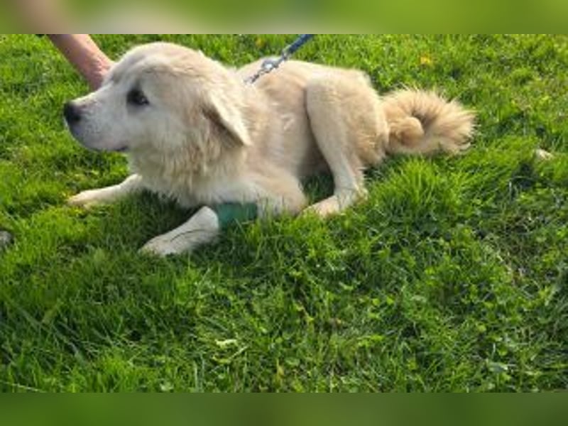 Tapfere Hope Herdenschutzmix