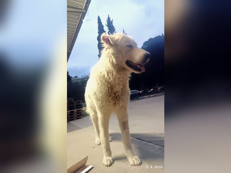 Duška wartet sehnsüchtig auf dich
