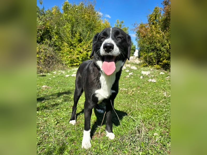 Schwarz / weiße Schönheit Rona