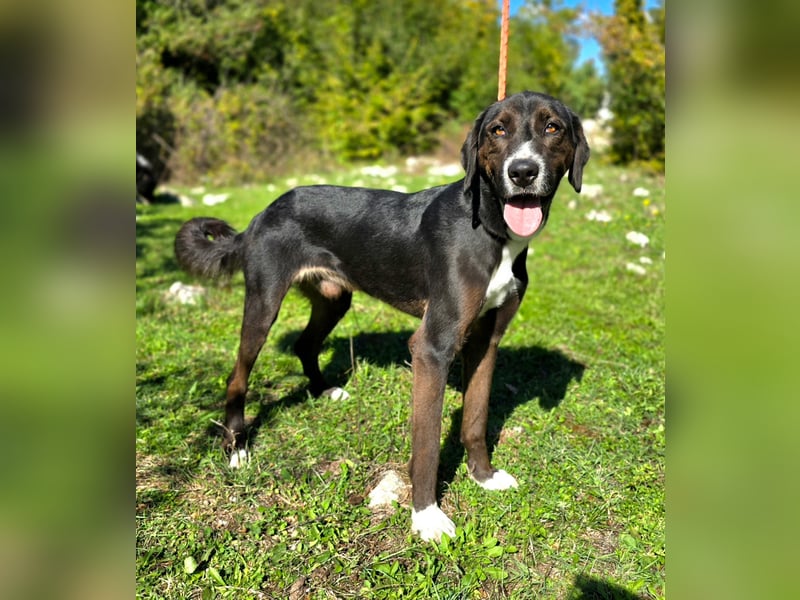 Jagdhund Mischling Don