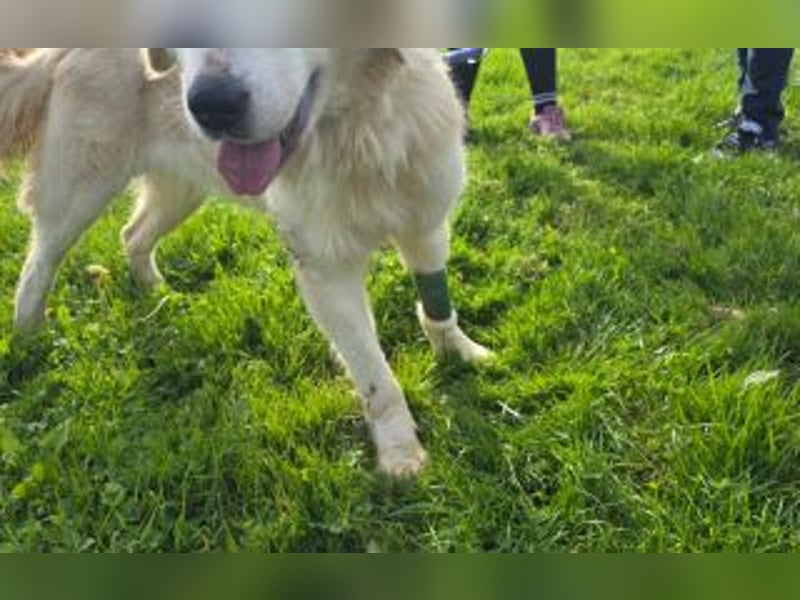 Tapfere Hope Herdenschutzmix