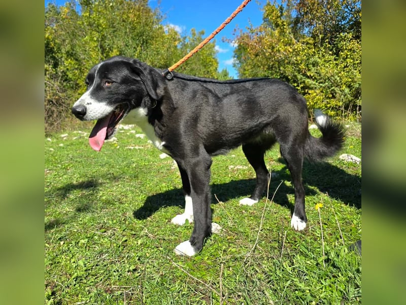 Schwarz / weiße Schönheit Rona