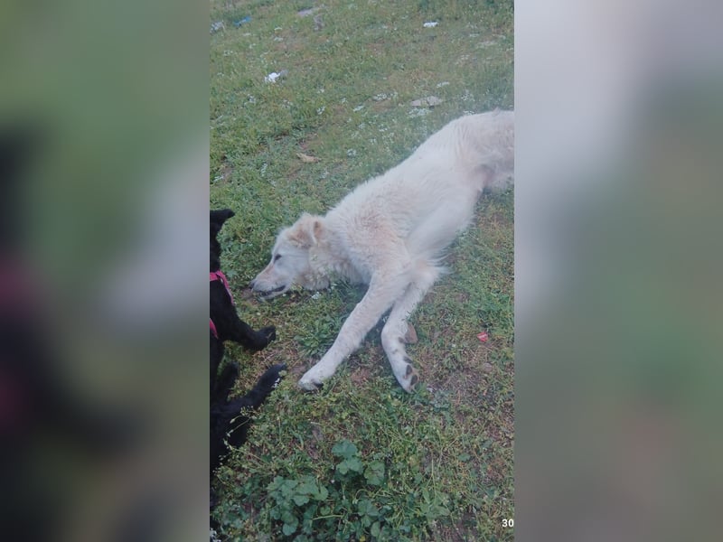 Duška wartet sehnsüchtig auf dich