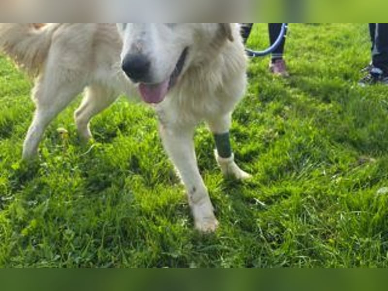 Tapfere Hope Herdenschutzmix