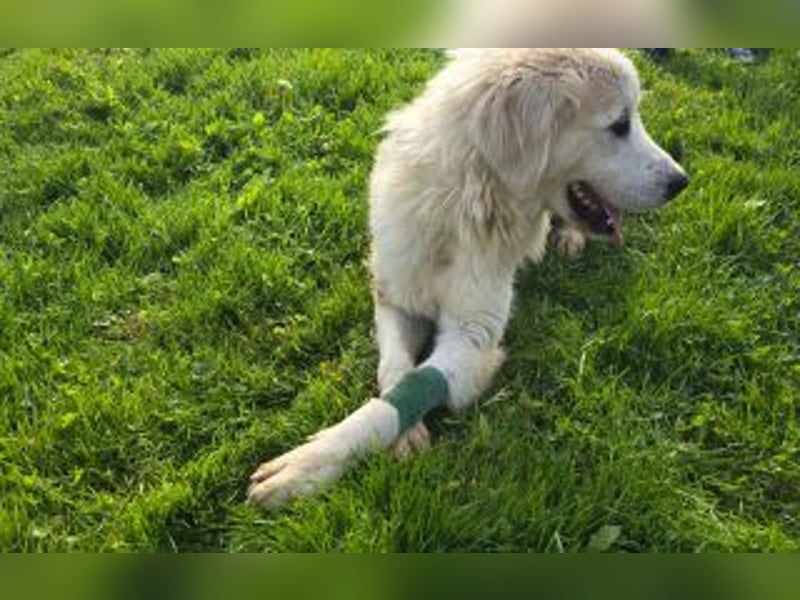 Tapfere Hope Herdenschutzmix