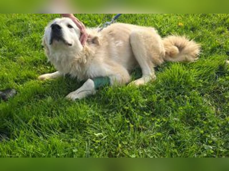 Tapfere Hope Herdenschutzmix