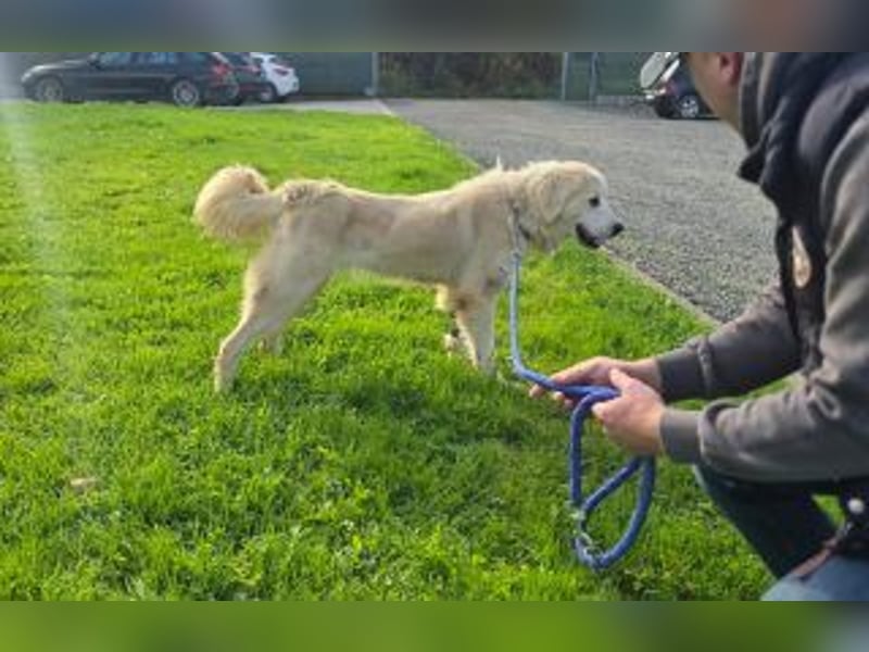 Tapfere Hope Herdenschutzmix