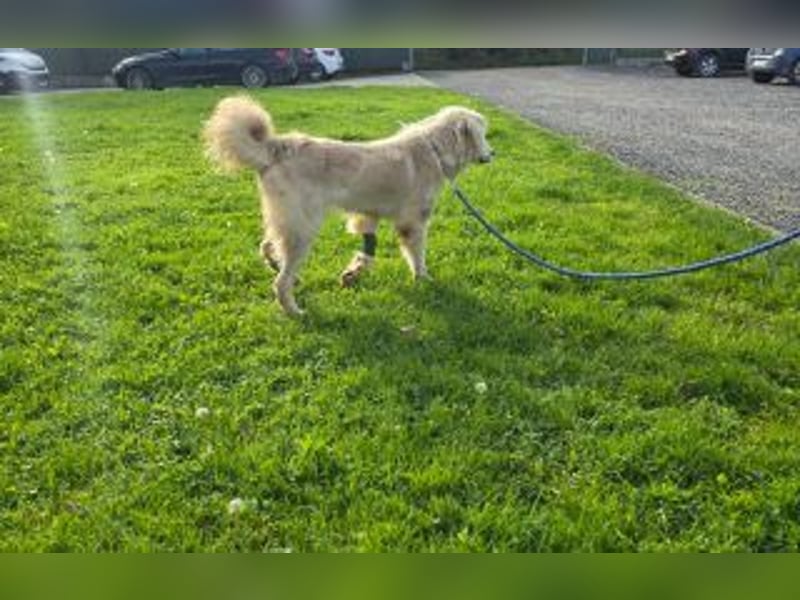 Tapfere Hope Herdenschutzmix