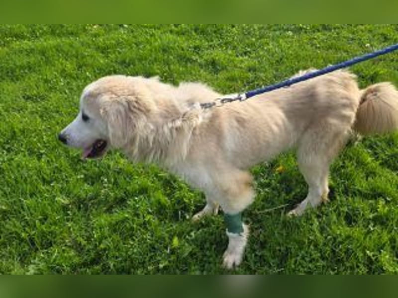 Tapfere Hope Herdenschutzmix