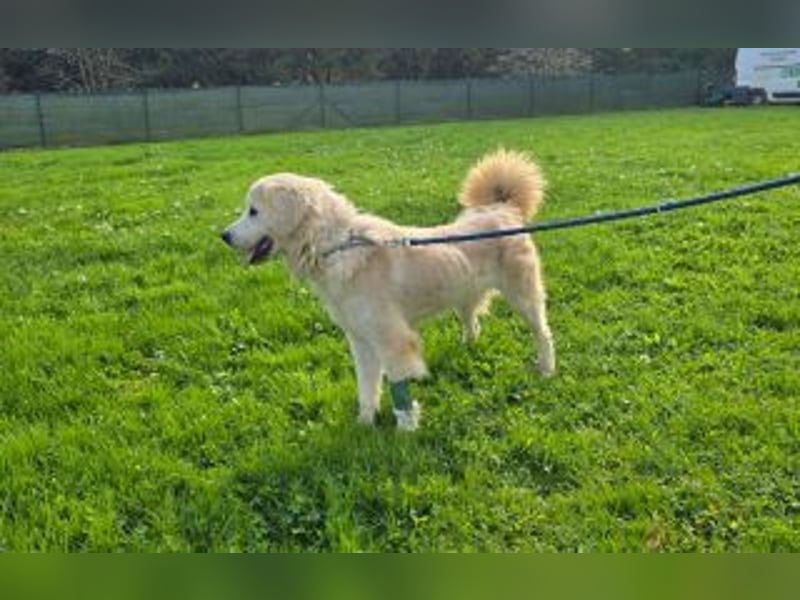 Tapfere Hope Herdenschutzmix