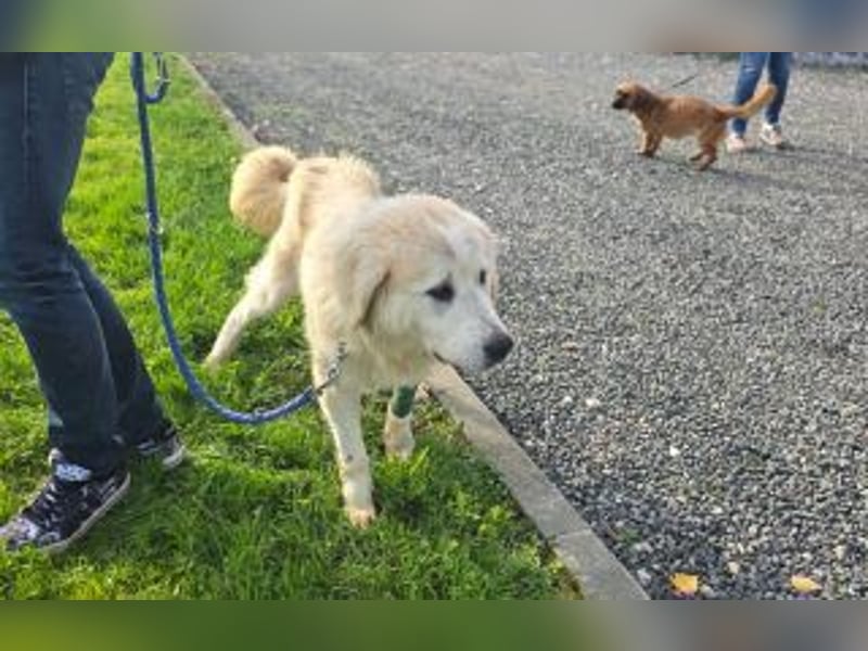 Tapfere Hope Herdenschutzmix