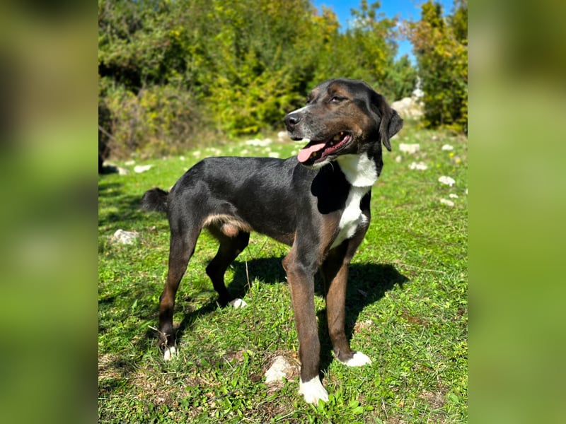 Jagdhund Mischling Don