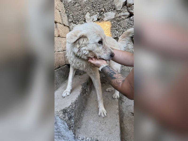 Duška wartet sehnsüchtig auf dich