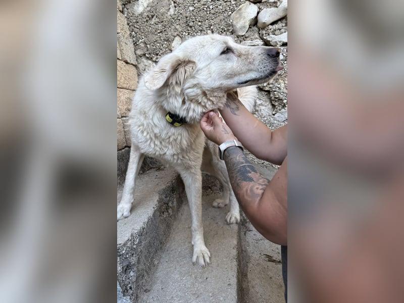 Duška wartet sehnsüchtig auf dich