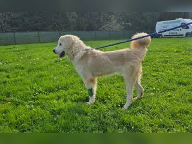 Tapfere Hope Herdenschutzmix