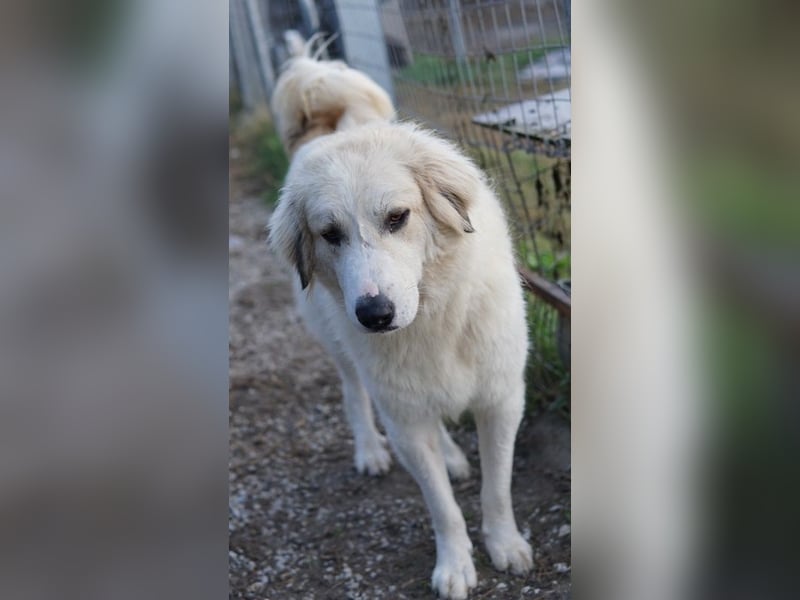 Bacardi, geb. ca. 04/2021, lebt in GRIECHENLAND, im städt. Tierheim Serres