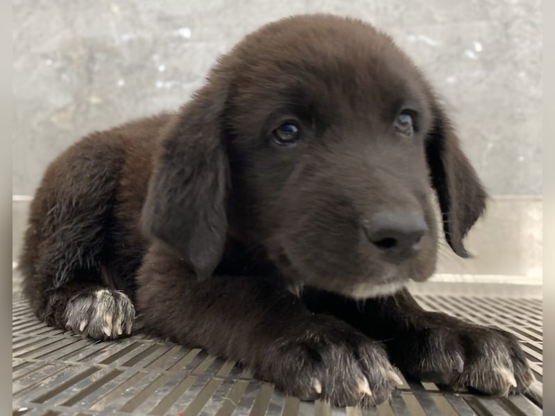 Tyrion, geb. ca. 05/2024, lebt in GRIECHENLAND, auf einer privaten Pflegestelle