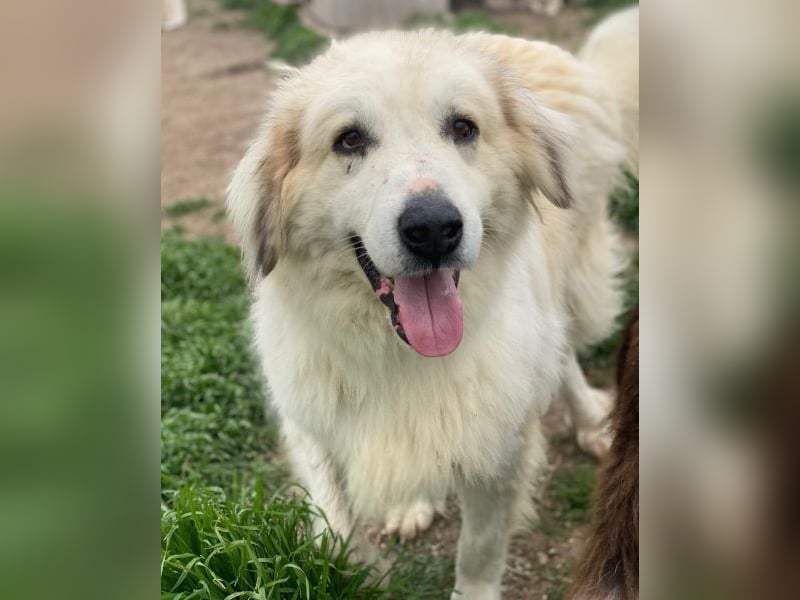 Bacardi, geb. ca. 04/2021, lebt in GRIECHENLAND, im städt. Tierheim Serres