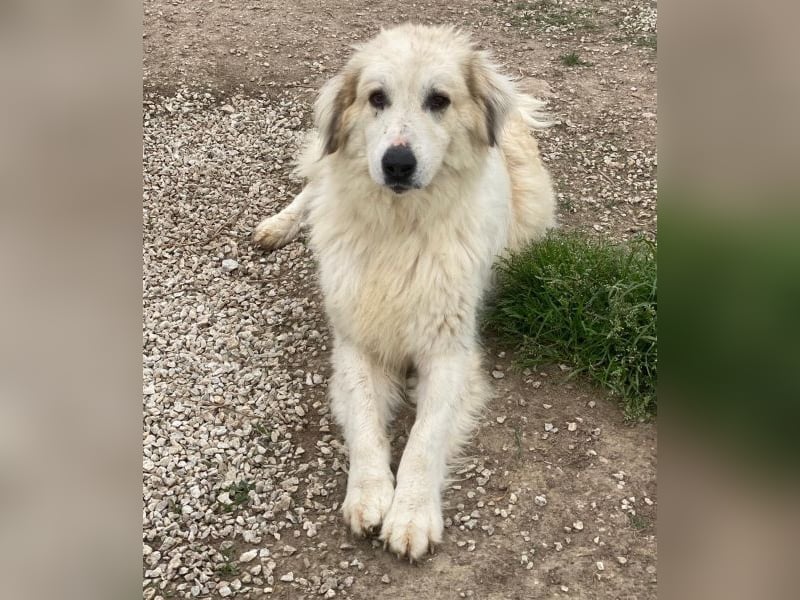 Bacardi, geb. ca. 04/2021, lebt in GRIECHENLAND, im städt. Tierheim Serres