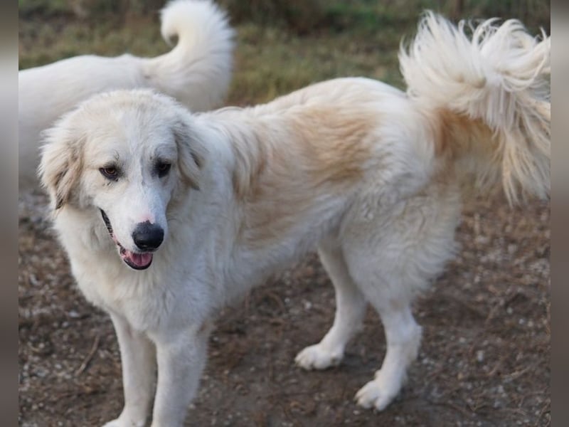 Bacardi, geb. ca. 04/2021, lebt in GRIECHENLAND, im städt. Tierheim Serres