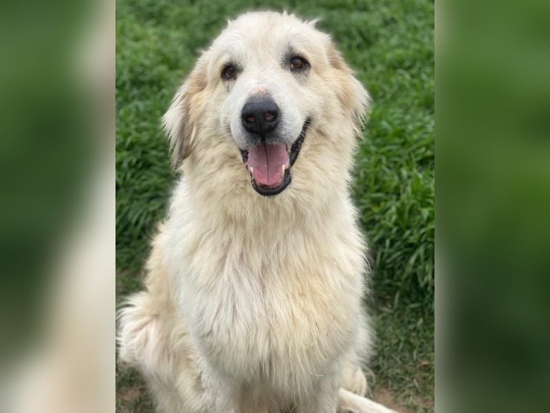 Bacardi, geb. ca. 04/2021, lebt in GRIECHENLAND, im städt. Tierheim Serres