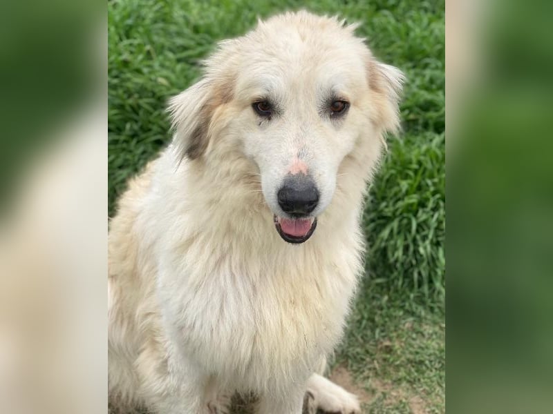 Bacardi, geb. ca. 04/2021, lebt in GRIECHENLAND, im städt. Tierheim Serres