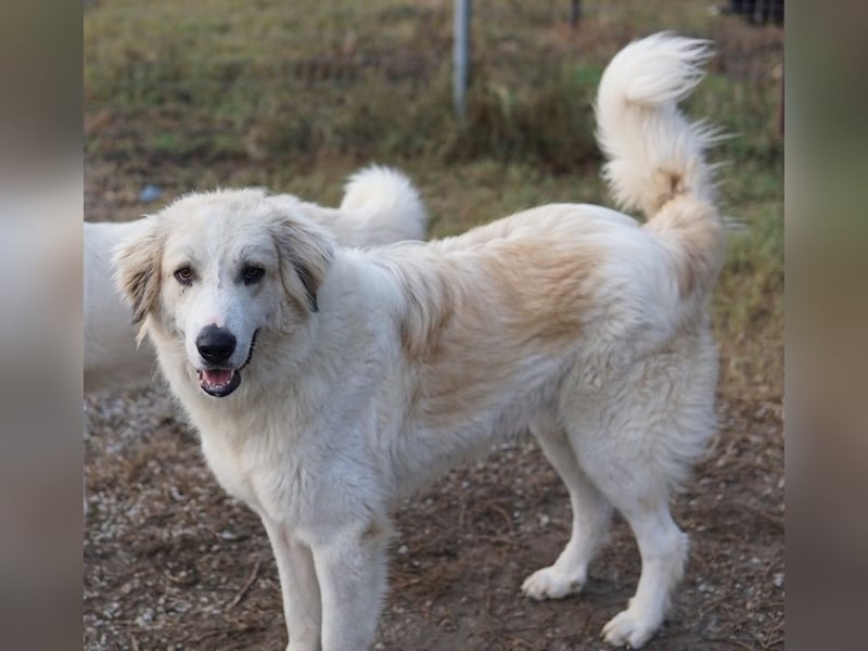 Bacardi, geb. ca. 04/2021, lebt in GRIECHENLAND, im städt. Tierheim Serres