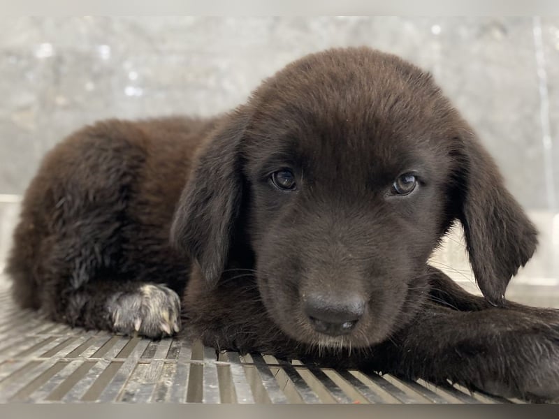 Tyrion, geb. ca. 05/2024, lebt in GRIECHENLAND, auf einer privaten Pflegestelle