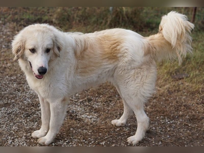 Bacardi, geb. ca. 04/2021, lebt in GRIECHENLAND, im städt. Tierheim Serres