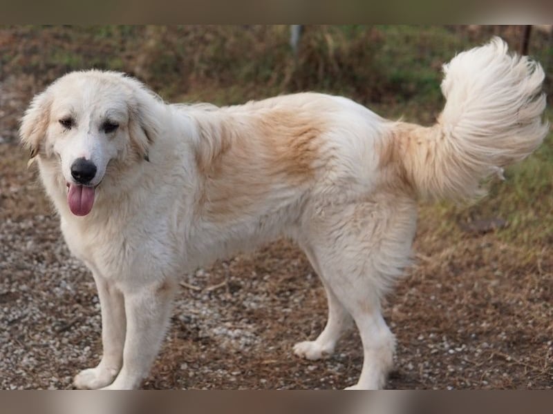 Bacardi, geb. ca. 04/2021, lebt in GRIECHENLAND, im städt. Tierheim Serres