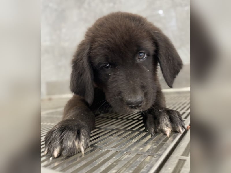 Tyrion, geb. ca. 05/2024, lebt in GRIECHENLAND, auf einer privaten Pflegestelle