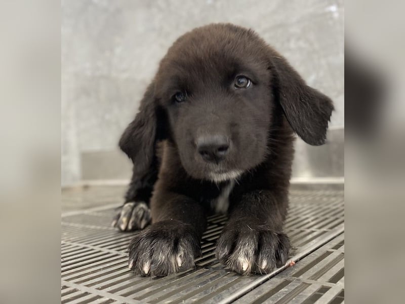 Tyrion, geb. ca. 05/2024, lebt in GRIECHENLAND, auf einer privaten Pflegestelle