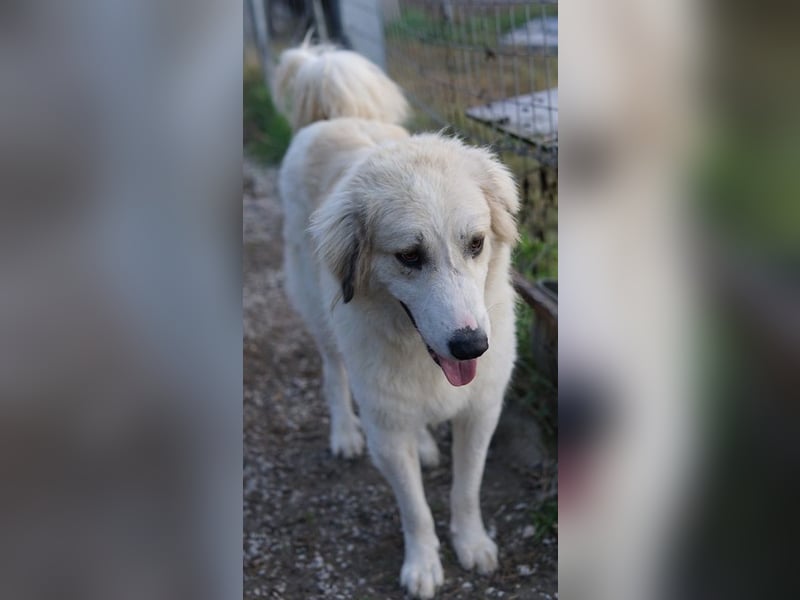 Bacardi, geb. ca. 04/2021, lebt in GRIECHENLAND, im städt. Tierheim Serres