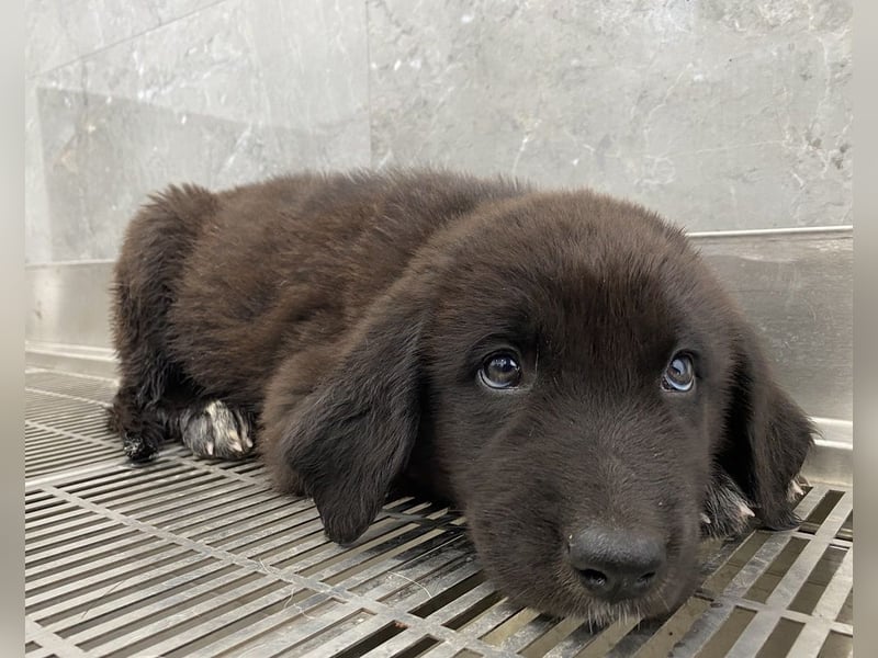 Tyrion, geb. ca. 05/2024, lebt in GRIECHENLAND, auf einer privaten Pflegestelle