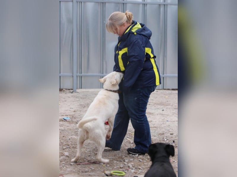 Angel sucht eine aktive Familie  