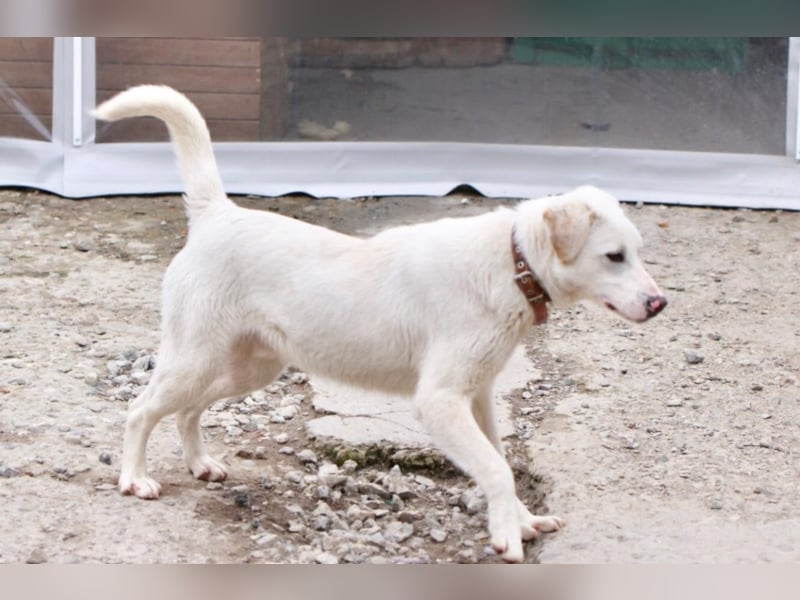 Angel sucht eine aktive Familie  