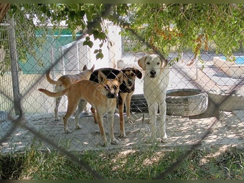 Cuqui wartet schon so lange