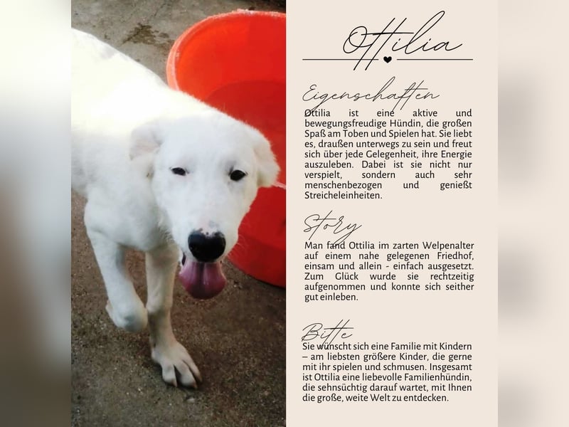OTTILIA - weiße Fee sucht ihre Menschen