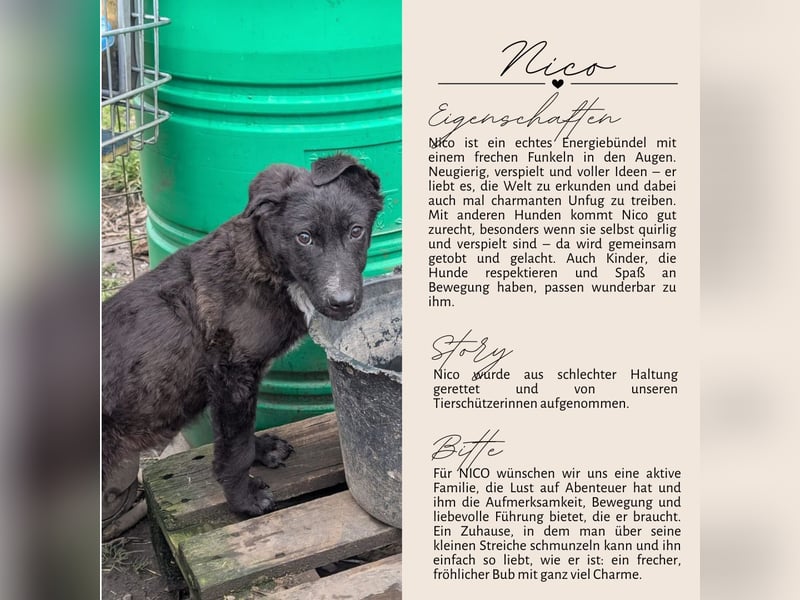 NICO - großes Herz auf vier Pfoten