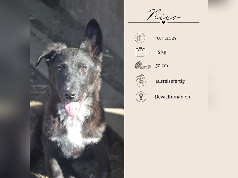 NICO - großes Herz auf vier Pfoten