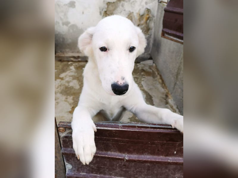 OTTILIA - weiße Fee sucht ihre Menschen