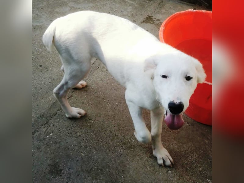 OTTILIA - weiße Fee sucht ihre Menschen