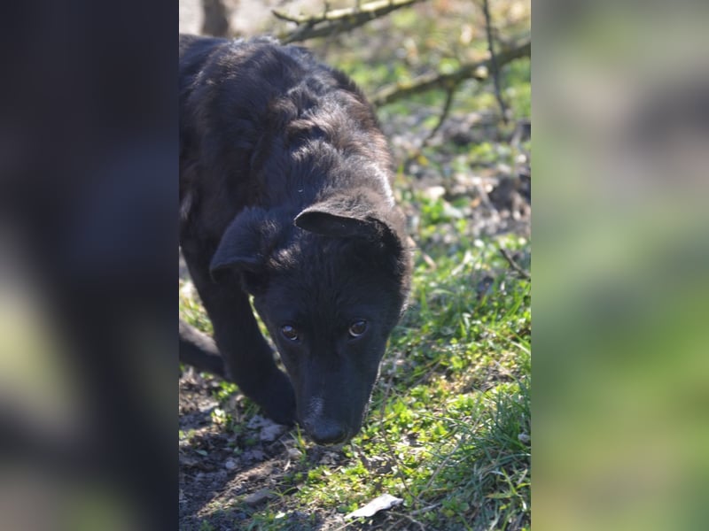 NICO - großes Herz auf vier Pfoten