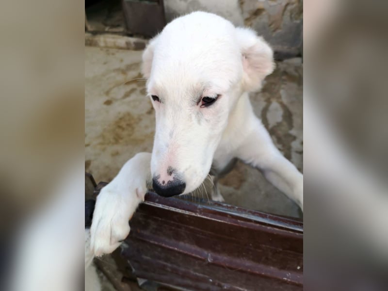 OTTILIA - weiße Fee sucht ihre Menschen